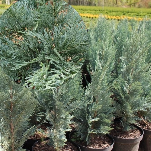 Chamaecyparis lawsoniana 'Pembury Blue' - Kalifornia ebaküpress 'Pembury Blue' C2/2L